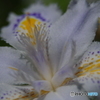 林に咲く花・シャガ