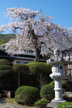 浄光寺の桜