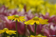 夏の花々