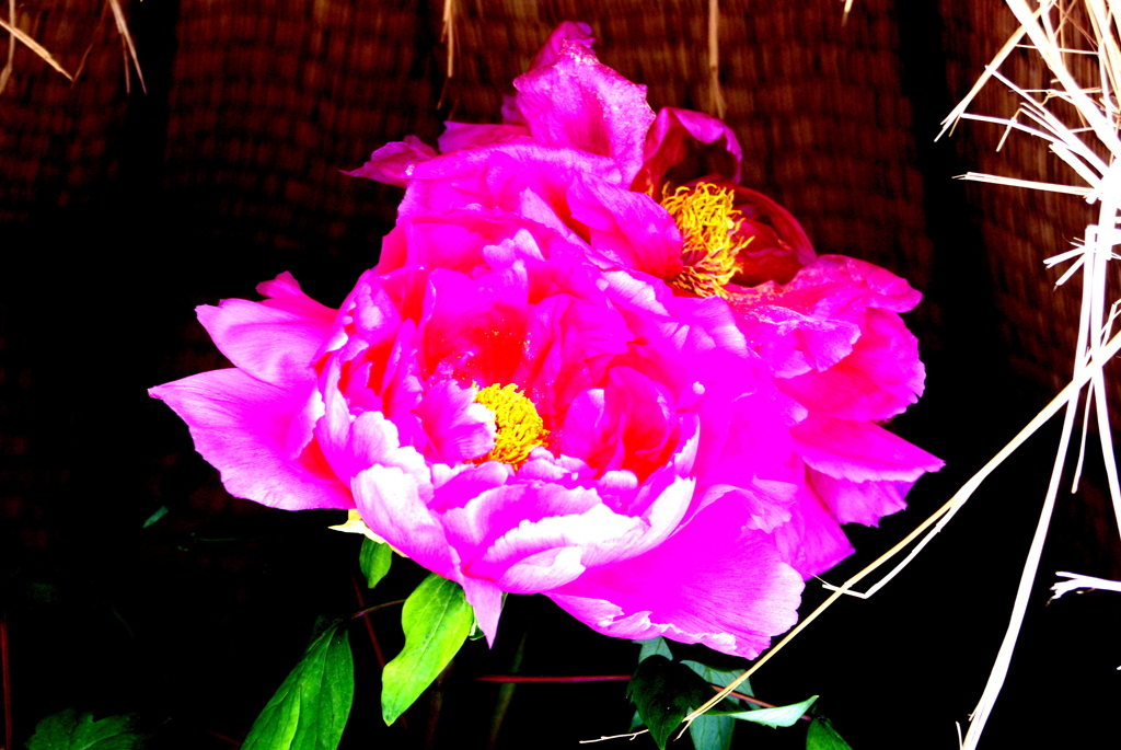 １冬の花　牡丹
