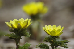 春を告げる花　福寿草