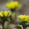 春を告げる花　福寿草