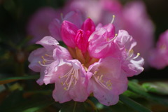石楠花