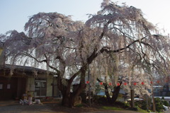 しだれ桜