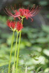 慈恩寺・彼岸花