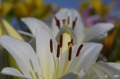 white  Lily