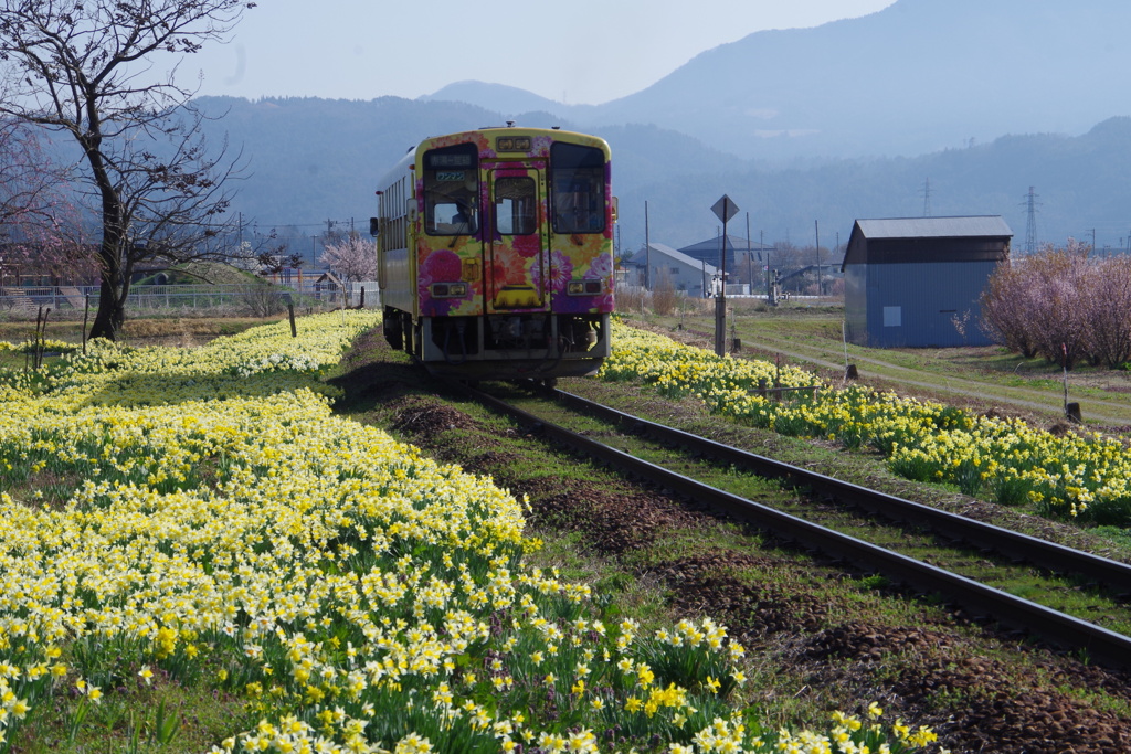 イエロー絨毯の中を走る電車