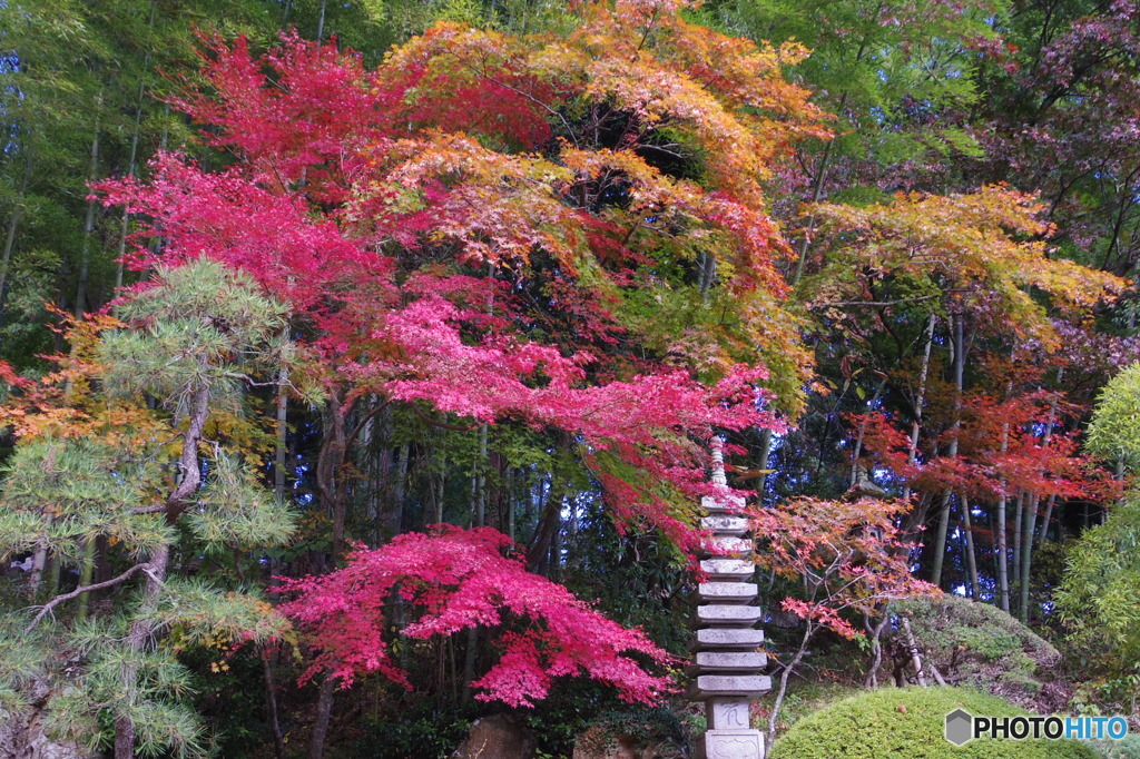 紅葉　グラデーション