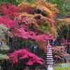 紅葉　グラデーション