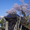 薬師ザクラ