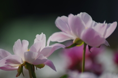 立てば芍薬