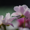 立てば芍薬