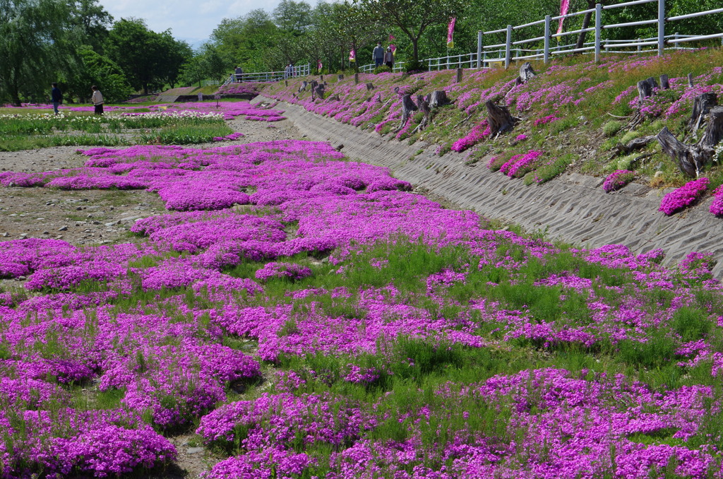 芝桜