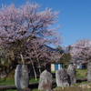 薬師桜
