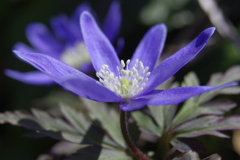 菊咲一華