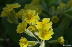 庭先の花・プリムラマラコイデス