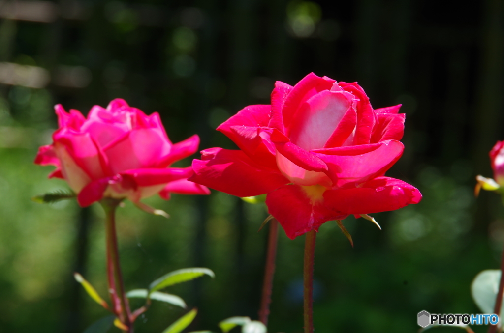 バラ公園の薔薇　４