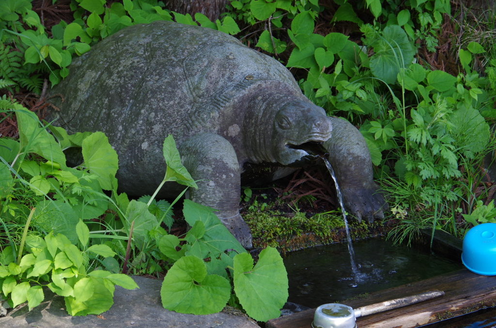 亀の子（湧き水）