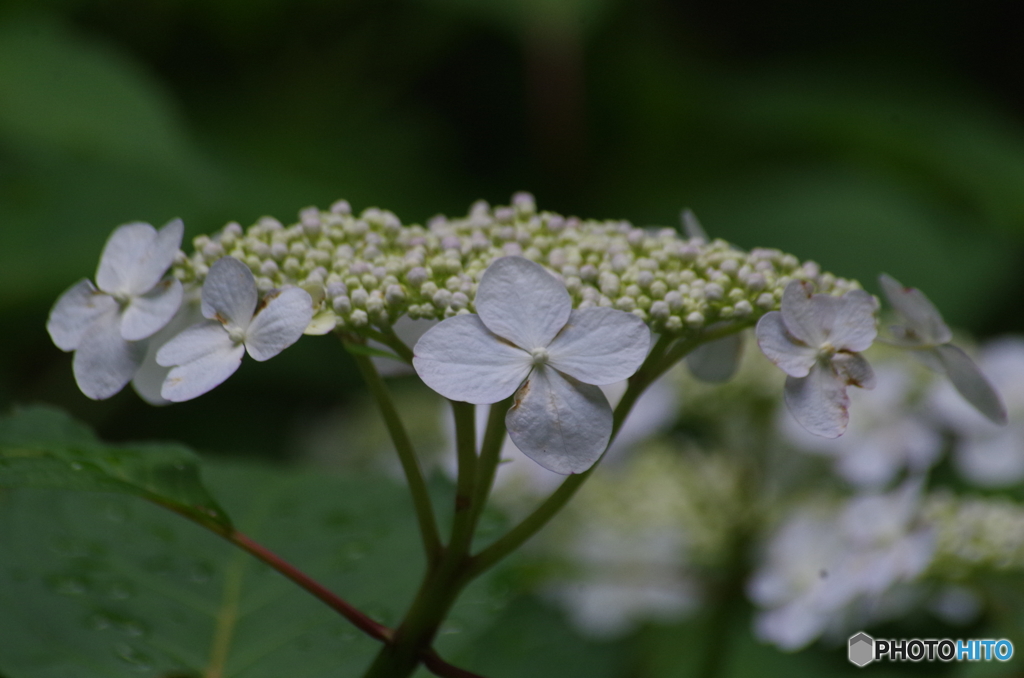 額紫陽花
