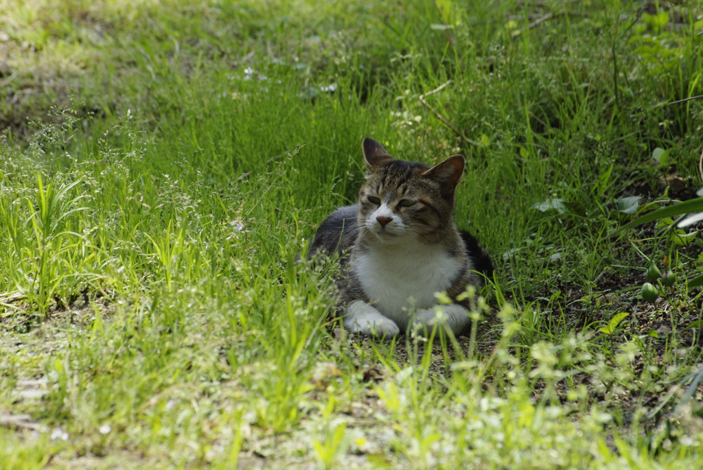 フン　!　知らんな～？