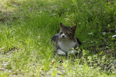 フン　!　知らんな～？