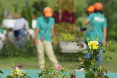 薔薇からのメッセージ　