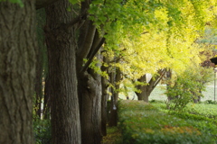 晩秋・イチョウ