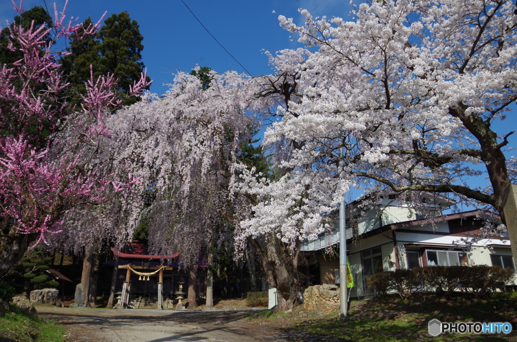 公民館の桜