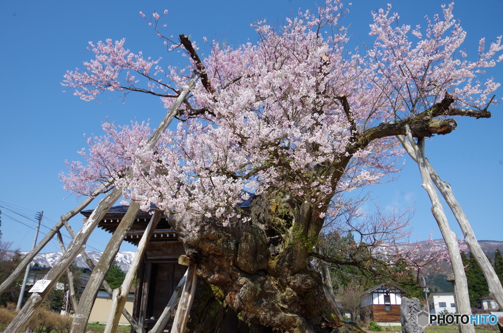 薬師桜