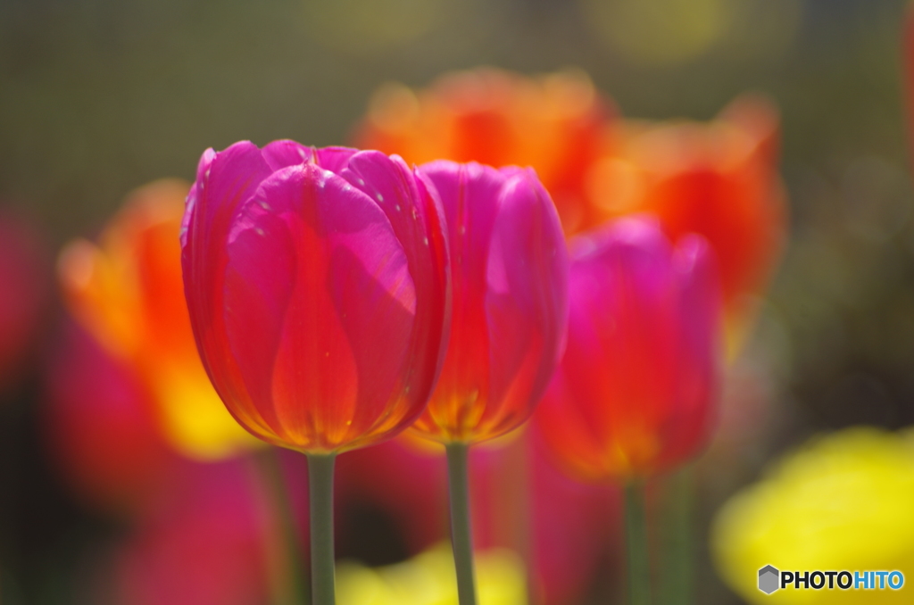 愛の芽生え