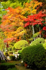 夕鶴の里珍蔵寺　紅葉　①