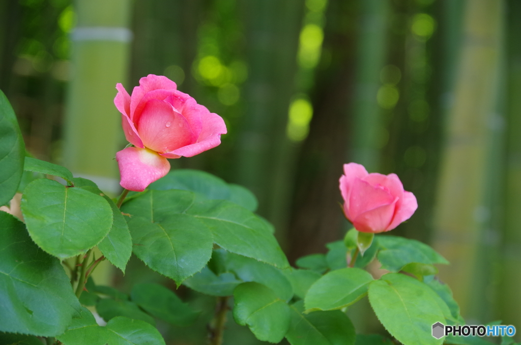 バラ公園の薔薇