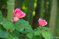 バラ公園の薔薇