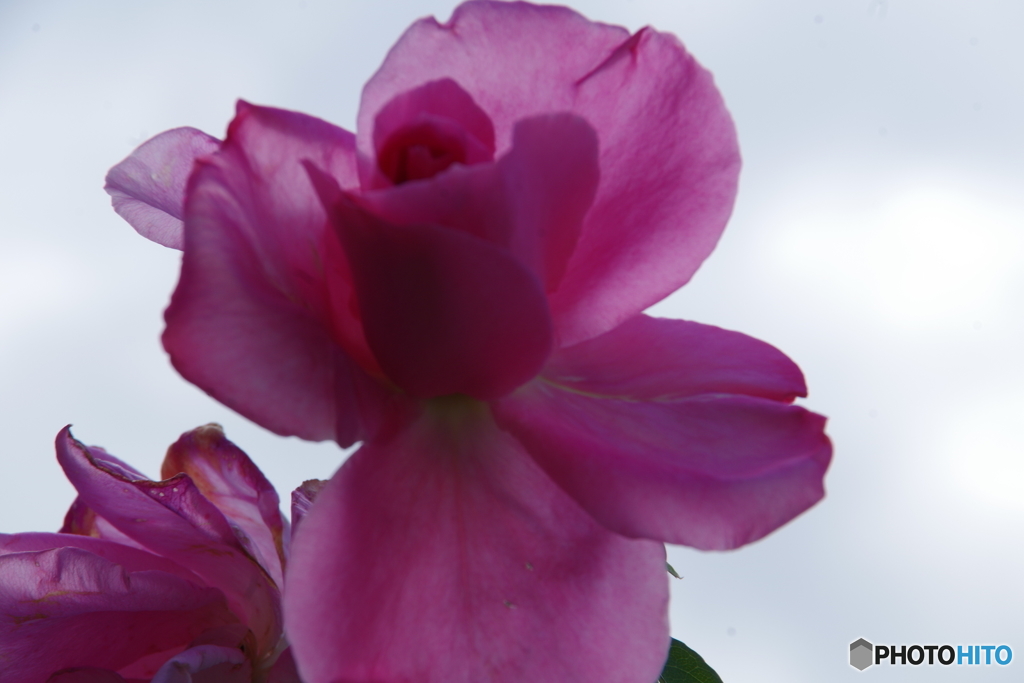 薔薇