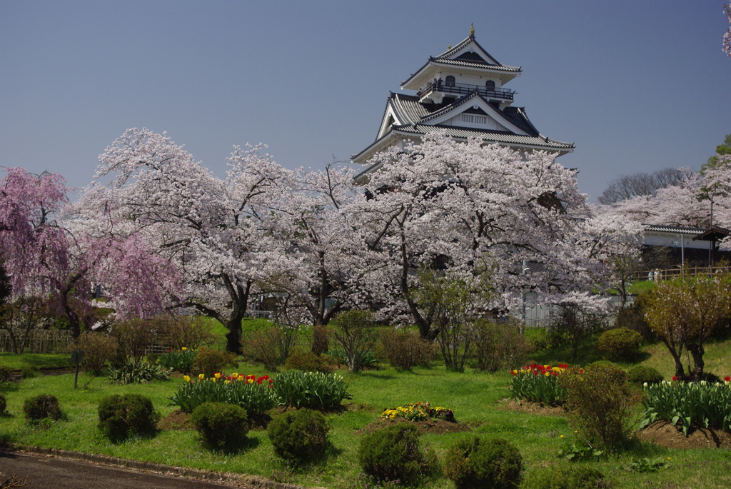 桜とお城