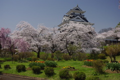 桜とお城