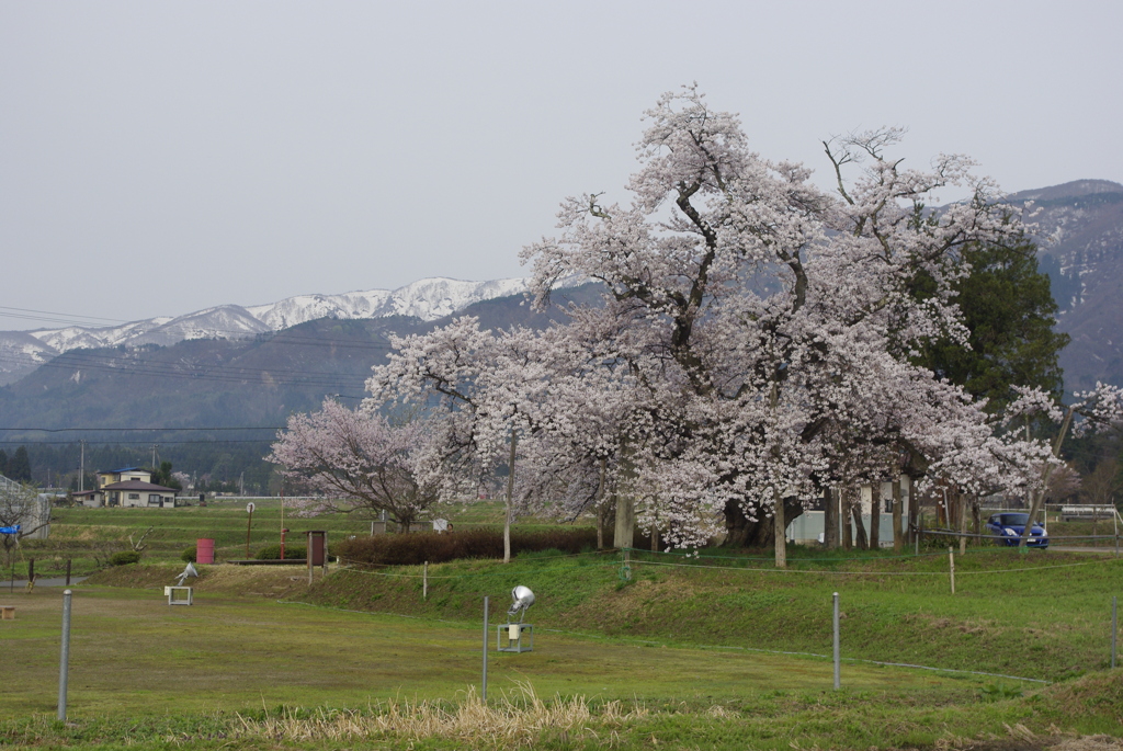 学びの桜