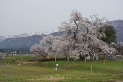 学びの桜
