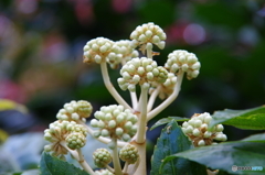 八手の蕾