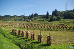 大蕨の棚田