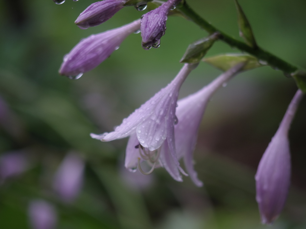 雨に濡れたミズギボウシ
