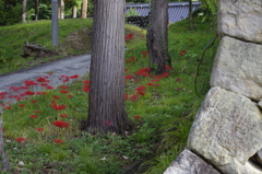 慈恩寺・彼岸花