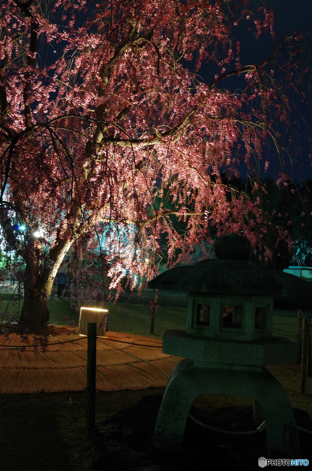 しだれ桜