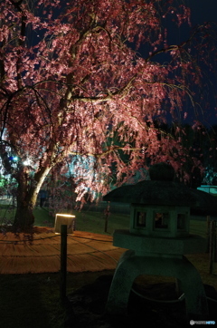 しだれ桜