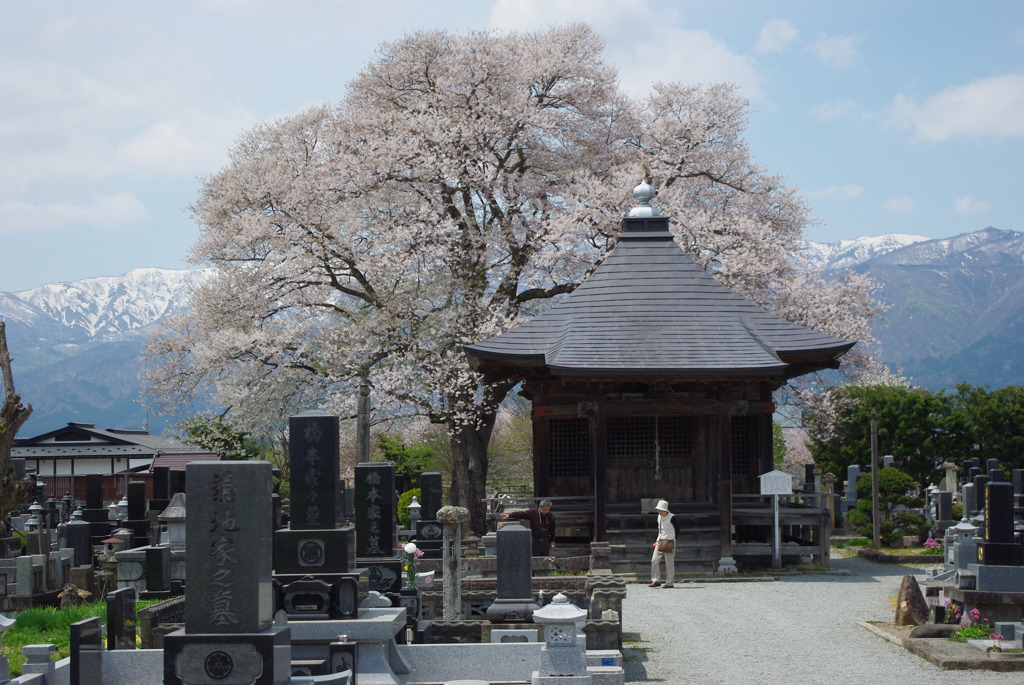称名寺　阿弥陀堂の古典桜
