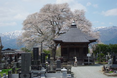 称名寺　阿弥陀堂の古典桜