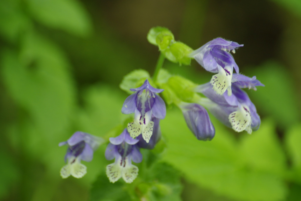 ラショウモンカズラ