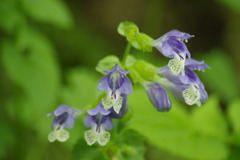 ラショウモンカズラ