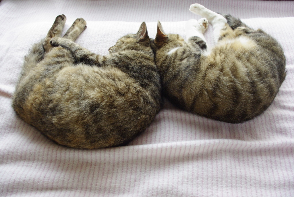 猫は◯◯で　ま～るくなる