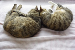 猫は◯◯で　ま～るくなる